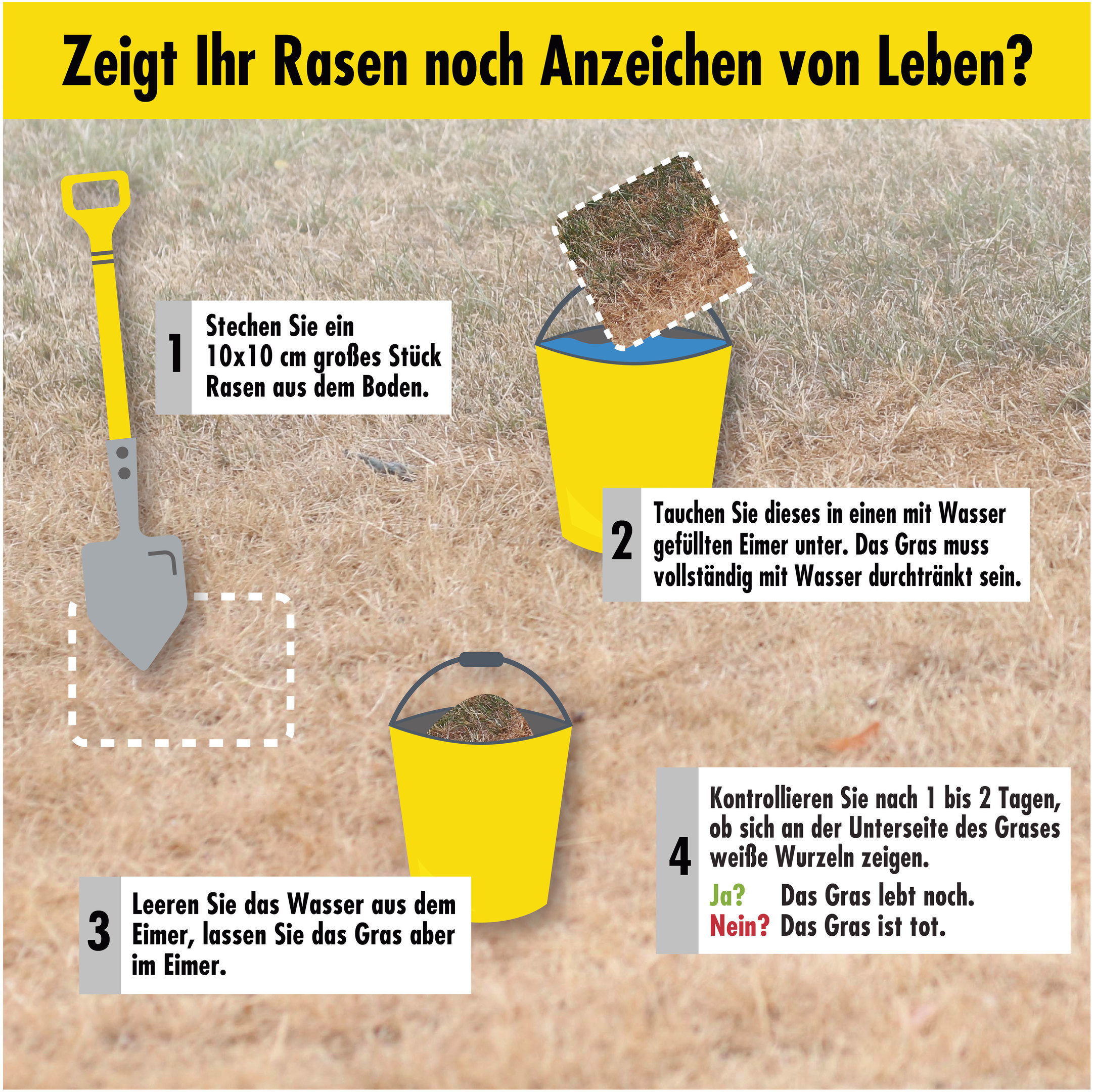 Zeigt Ihr Rasen noch Anzeichen von Leben.jpg